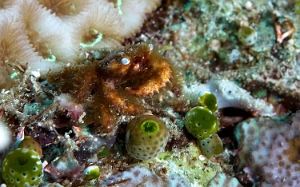 Raja Ampat 2019 - DSC06808_rc - Blue eye coral crab - Cymo quadrilobatus
